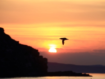 Razorbill flying by Isle of Muck. Sunset in background