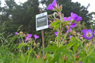 Feystown with wood cranesbill in bloom