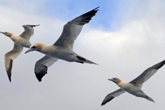 Gannets Flying