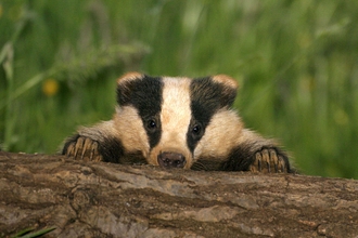 Baby badger (c) Darin Smith