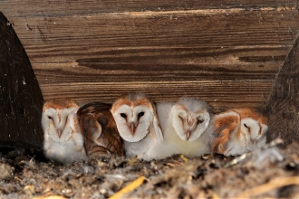 Five barn owl chicks at nest site in Crumlin (c) Ciarán Walsh