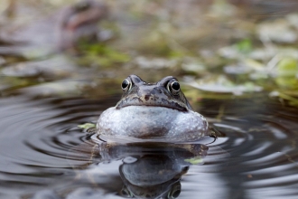 Common frog (c) Jonathan Clarke 