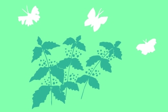 Butterfly plants illustration 2