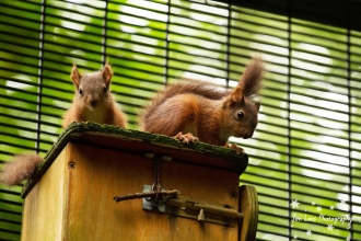 Red Squirrels born in 2017 at Belfast Zoo (c) J Lees