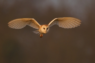 Barn Owl (c) Andy Rouse2020 Vision