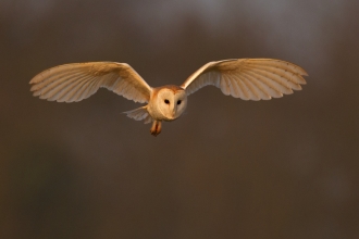 Barn owl (c) Andy Rouse