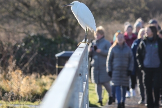 Egret on wellness walk 