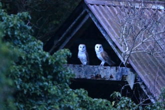 Barn owls at Crumlin nest site (c) Ronald Surgenor