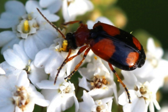 Lebia cruxminor - brown and black spotted beetle on a white flower