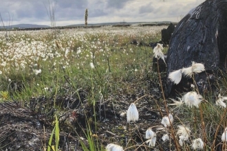 Bog cotton on Glenullin (c) Enda Young @OutdoordadNI