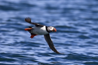 Puffin above water