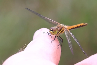 Female black darter dragonfly, Ballynahone July 2020