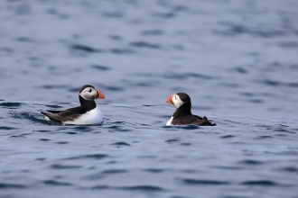 Puffins, Isle Of Muck July 2020