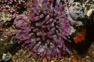 Dahlia Anemone (Urticina felina)