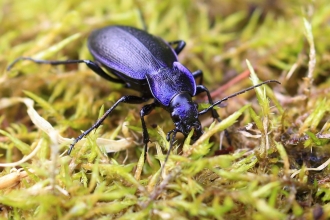 Violet ground beetle - Ronald Surgenor, Slievenacloy July 2020