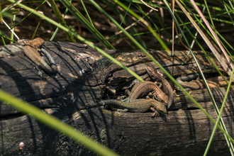 Basking newborn common lizards (c) Philip McErlean