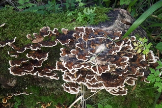Glenarm fungus