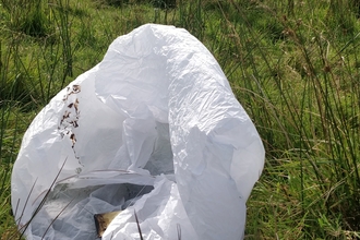 Chinese lantern found in Slievenacloy Nature Reserve