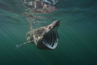 Basking Shark with mouth open