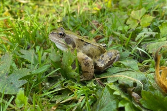 Common Frog, Bog Meadows
