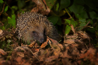 Hedgehog (c) Jon Hawkins