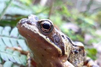 Common Frog, Glenarm Nature Reserve