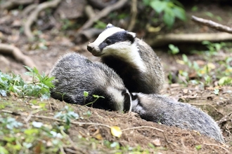 Badger mother and cubs (c) Ronald Surgenor