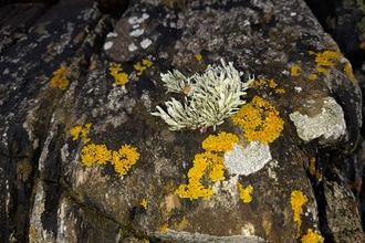 A rock covered in yellow and white lichen