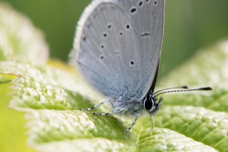Small blue butterfly 