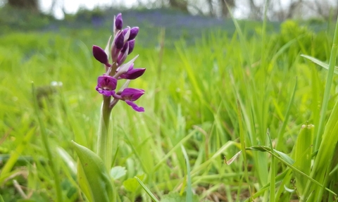 Early purple orchid, Straidkilly