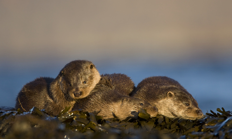 Three otters huddled together and looking towards the camera