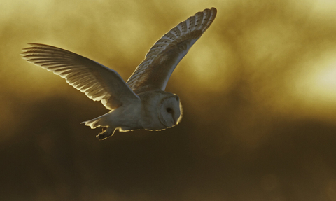 Barn owl