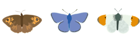 Butterflies illustrated 