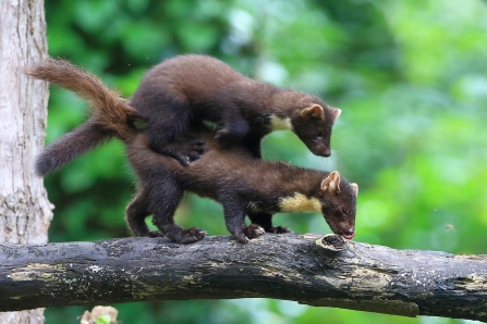 Two pine martens playing on a thick branch