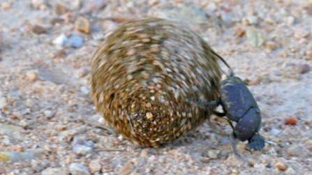 Large copper dung beetle rolling a ball of dung 