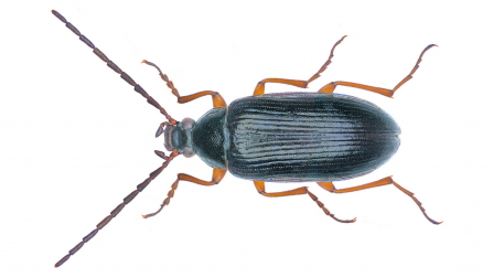 Gonodera luperus. Black looking beetle with brown legs
