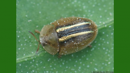 Brown beetle with yellow stripes on back
