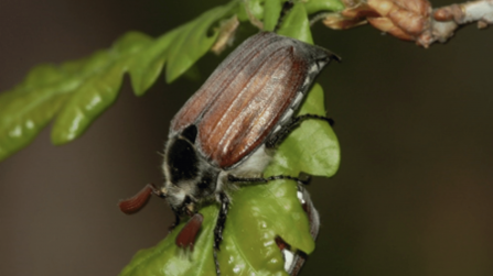 Brown beetle on green leaf
