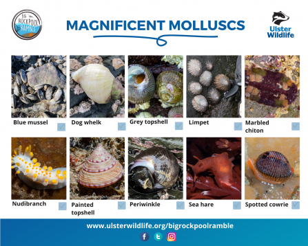 Magnificent molluscs - BRR