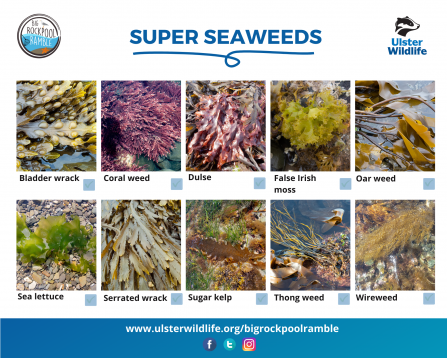 Super Seaweeds - BRR