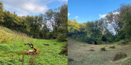 Woodland glade clearance at Straidkilly before and after