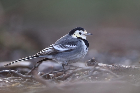 Pied Wagtail (c) Ronald Surgenor