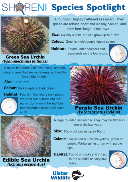 Sea urchins spotlight