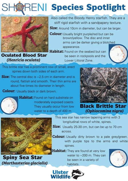 Starfish and brittle star spotlight