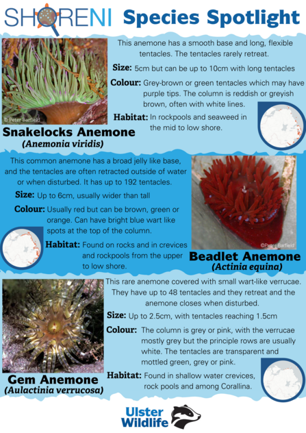 Sea anemone spotlight