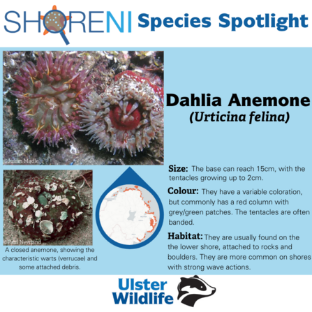 Dahlia Anemone spotlight