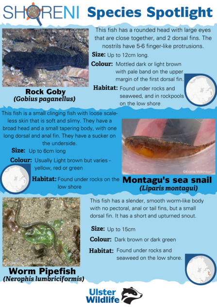 A infographic showing a rock goby, montagu's sea snail and worm pipefish and their defining characteristics