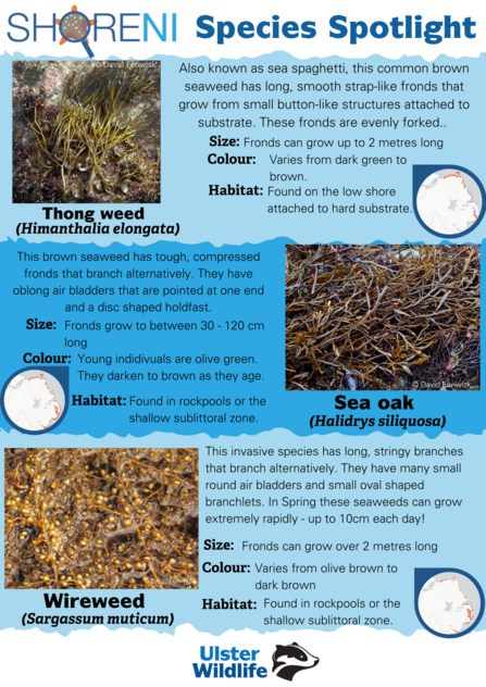 A infographic showing thongweed, sea oak and wireweed and their defining characteristics