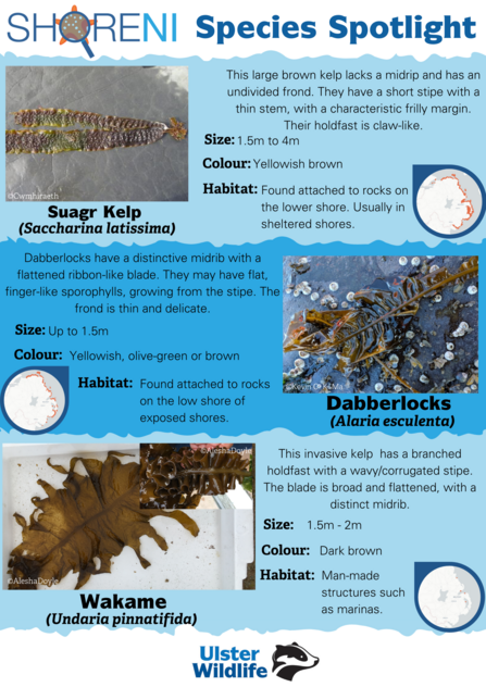 A infographic showing sugar kelp, dabberlocks and wakame and their defining characteristics