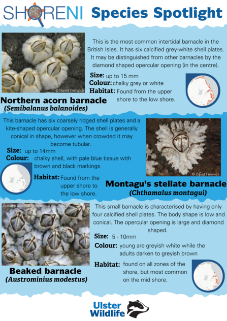 A infographic showing a Northern Acorn barnacle, montagu's stellate barnacle and beaked barnacle and their defining characteristics